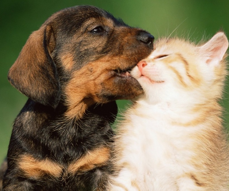 صغار لا تعرف للكره مكان .. شاهد فيديو جرو وقطة وليدة في لحظة حب